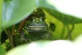 Hiding Frogs Royalty Free Stock Photo