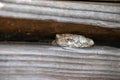 Hiding gray frog close up