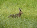 Hiding Hare Lepus europaeus - Brown hare sits in the grass Royalty Free Stock Photo