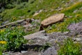 Hiding in Hidden Lake Trail, Glacier National Park, Montana, USA Royalty Free Stock Photo