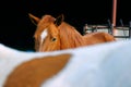 Hiding horse on farm