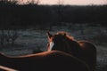 Hiding horse in Texas sunset