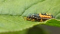 Hiding hunter - ladybird larva Royalty Free Stock Photo