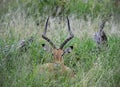Hiding Impala, Tarangire National Park, Tanzania