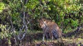 Hiding the leopard. Hunt of hunter. Masai Mara. Royalty Free Stock Photo