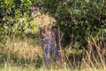 Hiding the leopard. Hunt of predator. Royalty Free Stock Photo