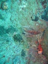 Hiding Lionfish Royalty Free Stock Photo