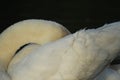 swan hiding head closeup isolated on black Royalty Free Stock Photo