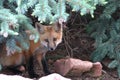 Hiding red fox kit