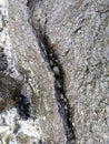 Sea shells inside a rock crevice