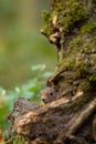 Hiding squirrel behind stump in the forest