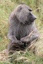 Large Male Savannah Baboon in Serengeti