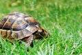 Hiding turtle on green grass Royalty Free Stock Photo