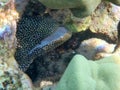 Hiding white mouth moray eel Royalty Free Stock Photo