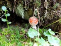 Hiding wild mushroom - toadstool found in the forest Royalty Free Stock Photo