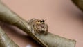 Close up brown orange jumping spider insect on a dried leaf nature background. Royalty Free Stock Photo