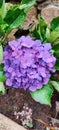 Hidrangea plant with beautiful purple flower