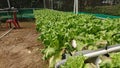 Hydroponic vegetable Royalty Free Stock Photo