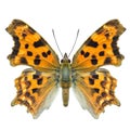 nymphalidae polygonia, beautiful ornage with black spot butterfly isolated on white background