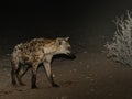 Hiena Royalty Free Stock Photo