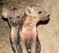 Hiena pups Royalty Free Stock Photo
