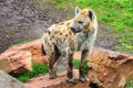 Hiena in a zoo in Valencia, Spain Royalty Free Stock Photo