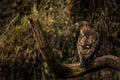 Hieraaetus pennatus bird eagle in nature park