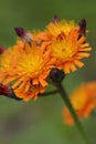 Hieracium aurantiacum Royalty Free Stock Photo