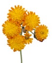 Hieracium aurantiacum Royalty Free Stock Photo