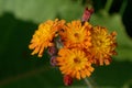 Hieracium aurantiacum; orange hawkweed near Davos Royalty Free Stock Photo