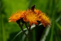 Hieracium aurantiacum; orange hawkweed near Davos Royalty Free Stock Photo