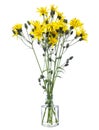 Hieracium canadense Canada hawkweed or narrowleaf hawkweed in a glass vessel on a white background