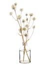 Hieracium canadense Canada hawkweed or narrowleaf hawkweed in a glass vessel on a white background