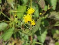 Hieracium canadense, commonly called Canadian hawkweed, narrowleaf hawkweed, or northern hawkweed