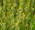 Hieracium grows in the wild Royalty Free Stock Photo
