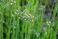 Hieracium grows in the wild Royalty Free Stock Photo