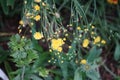 Hieracium, hawkweed, hierakion, is a genus of the sunflower Helianthus, family Asteraceae. Berlin, Germany Royalty Free Stock Photo