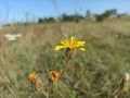 Hieracium, known by the common nameÂ hawkweed Royalty Free Stock Photo