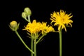 Hieracium murorum Wald-Habichtskraut detail on black Royalty Free Stock Photo