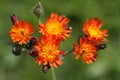 Hieracium pilosella also called as mouse-ear hawkweed Royalty Free Stock Photo