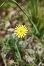 Flower and leaves close up of Hieracium pilosella plant Royalty Free Stock Photo