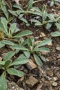 Hairy leaves of Hieracium pilosella plant Royalty Free Stock Photo