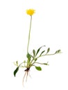 Hieracium pilosella Pilosella officinarum, known as mouse-ear Royalty Free Stock Photo