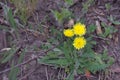 Hieracium pilosella. Yellow forest flower with long stem and hairy leaves, grows at the base of the plant