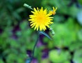 Hieracium umbellatum commonly called Hieracium canadense