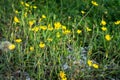 Hieracium yellow flowering summer sunny in the field Royalty Free Stock Photo