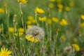 Hieracium yellow flowering summer sunny in the field