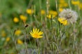 Hieracium yellow flowers on a summer sunny day in a field Royalty Free Stock Photo