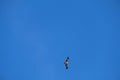 Hieraetus pennatus. Booted Eagle in flight with blue sky with clouds in the background