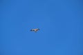 Hieraetus pennatus. Booted Eagle in flight with blue sky with clouds in the background